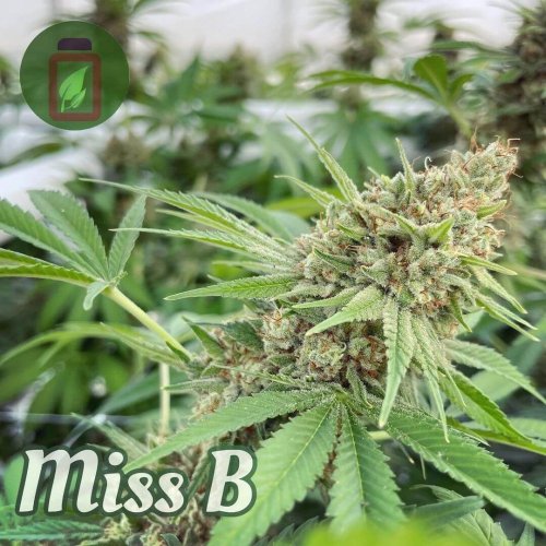 Miss B - Počet ks v balení: 12 ks