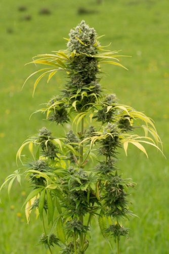 Dinamed CBD Plus - Počet ks v balení: 10 ks