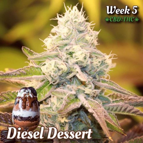 Diesel Dessert - Počet ks v balení: 12 ks