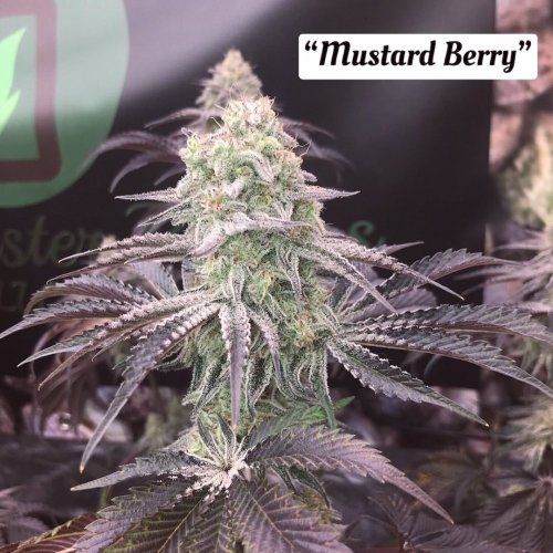 Mustard Berry - Počet ks v balení: 12 ks