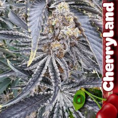 CherryLand