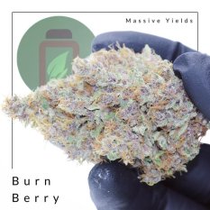 Burn Berry