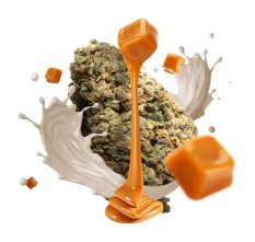 Květy konopí Cream Caramel