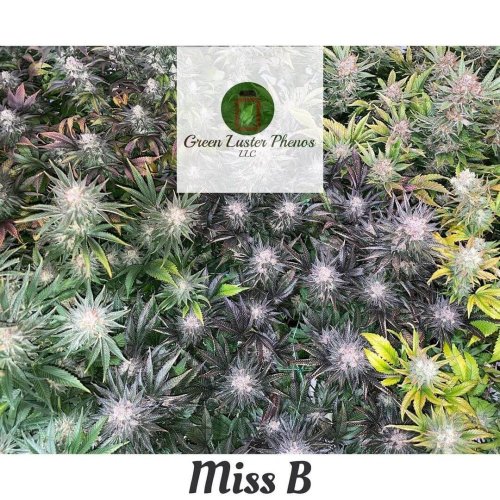 Miss B - Počet ks v balení: 12 ks