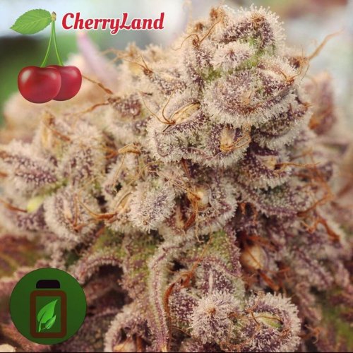 CherryLand - Počet ks v balení: 6 ks