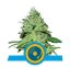 Joanne's CBD - Počet ks v balení: 10 ks