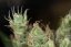 Dinamed CBD Plus - Počet ks v balení: 10 ks