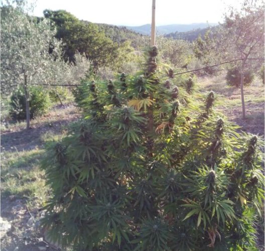 CBD Charlotte’s Angel® - Počet ks v balení: 3 ks